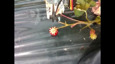 Strawberry Dataset for Object Detection - Dataset Ninja