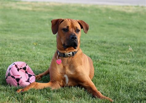 15 Boxer Mixes: Loyal & Playful Partners Boxer Mixed Breeds!