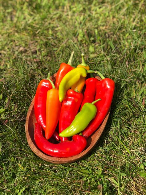 Organic Hungarian Wax Banana Pepper Seeds – Northern Seeds