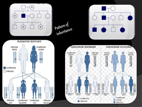 Image result for Patterns of Genetic Inheritance