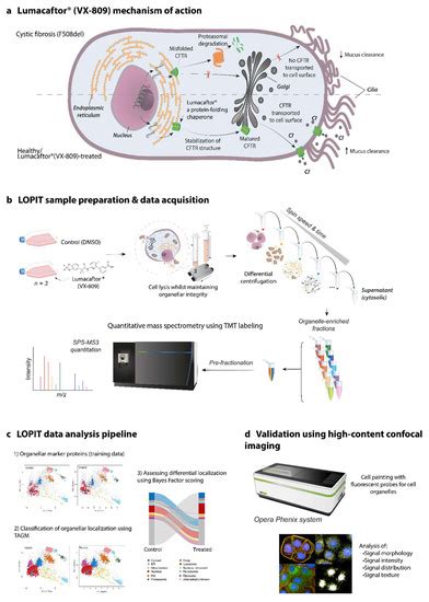 CFTR Rescue by Lumacaftor (VX-809) Induces an Extensive Reorganization ...