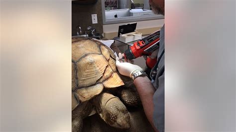 Image result for Tortoise Bottom Shell Fell Off