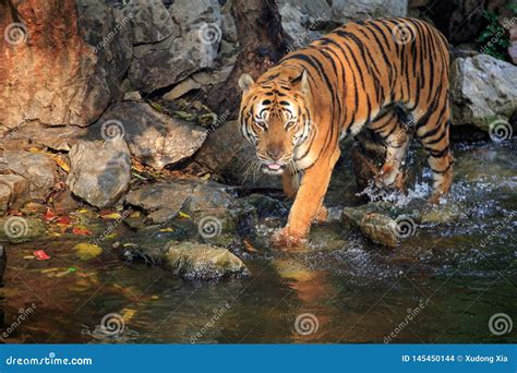A drinking tiger stock photo. Image of tiger, water - 145450144