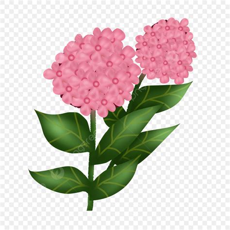 Pink Hydrangea White Transparent, Pink Hydrangeas Flowers, Pink, Floral ...