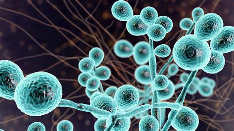 How Yeast Overgrowth Affects Your Body - Doctor's Nutrition
