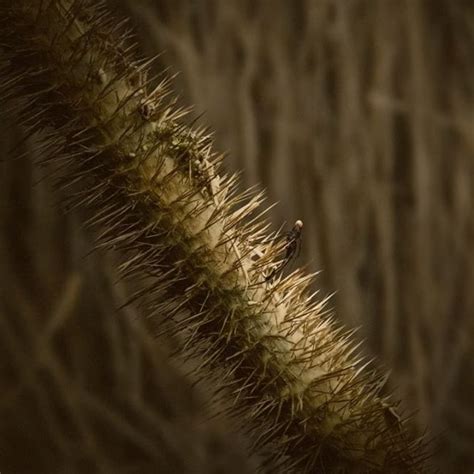 Image result for Alien Covenant Wheat