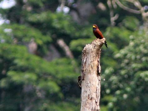Blue-throated Roller - eBird