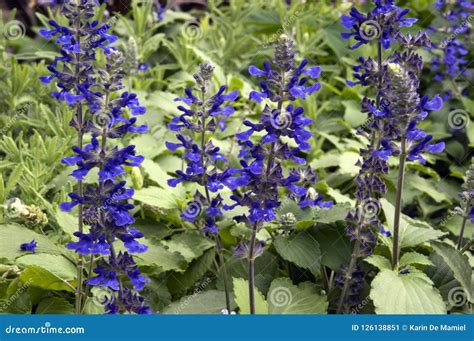 Purple Flower Stems of a Meadow Sage Plant Stock Image - Image of ...