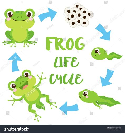 frog drawing life cycle
