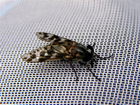 Insectos del Ecuador