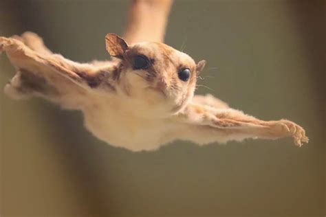 Cute Southern Flying Squirrel
