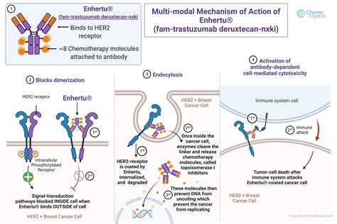 fam-trastuzumab deruxtecan-nxki (Enhertu®) - ChemoExperts