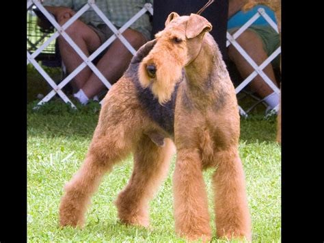 Airedale Terrier Puppies For Sale - AKC PuppyFinder