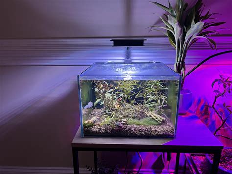 My Samurai Betta 5 gallon planted aquarium. : r/bettafish