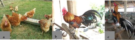 Morphological Trait, Molecular Genetic Evidence and Proteomic ...