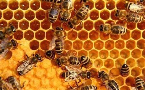 蜜蜂采蜂蜜的相关知识汇编