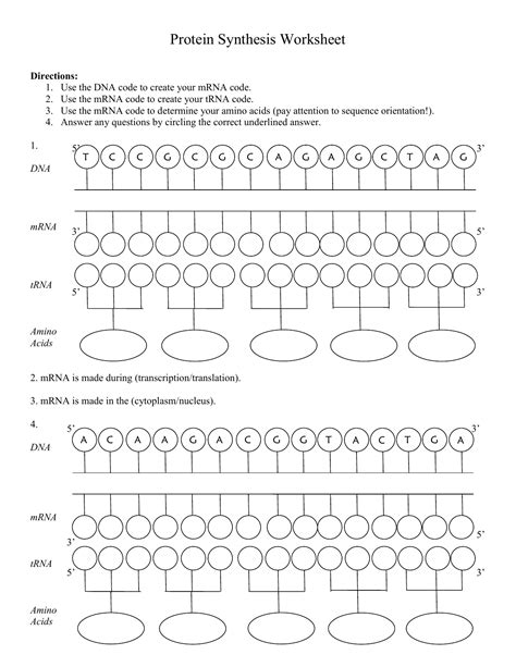 DNA Model Worksheet 的图像结果