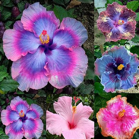 Amazon.com : CHUXAY GARDEN Mix Color Giant Hibiscus Seed 100 Seeds ...