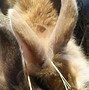 Image result for Cutest Bunnies