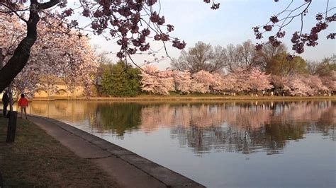 Bing Wallpaper Cherry Blossom 的图像结果