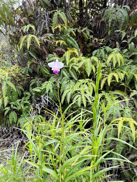 First time seeing orchids in the wild : r/orchids