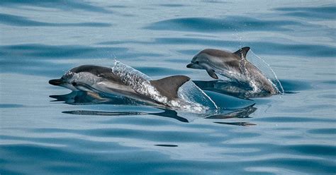 Lockdown Impact: Rare Indus River Dolphins Spotted At Beas | Femina.in