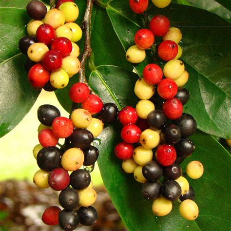 Bignay Fruit Plants (Antidesma Bunius) – veliyathgardens