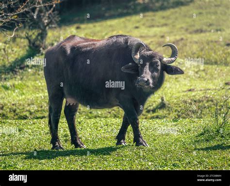 Italian Mediterranean Buffalo - Water Buffalo (Bubalus bubalis Stock ...