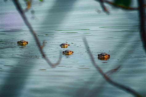 Explore the 3 Species of Otters in India | A Complete Guide