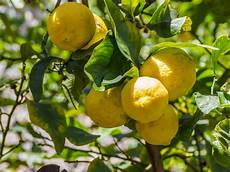 coltivare limoni in vaso coltivare limoni in vaso esposizione vivaio scariot coltivare limoni in vaso coltivare limoni in vaso esposizione vivaio scariot