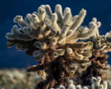 Cholla Cactus Garden Free Stock Photo - Public Domain Pictures