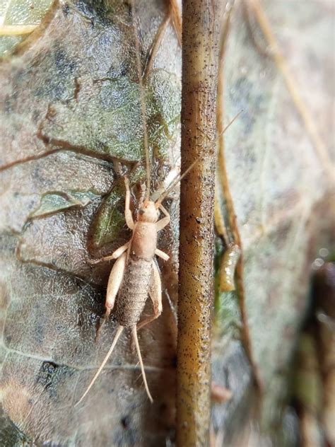 Grasshopper vs Locust: Key Differences Explained (2024 Comparison ...