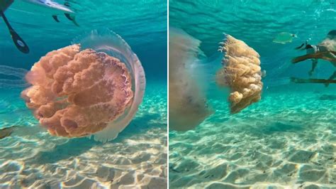 Holiday warning as ‘monster’ jellyfish as big as dustbin lids with ...