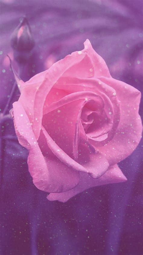 Pink Rose Glitter Wallpapers - Top Free Pink Rose Glitter Backgrounds ...