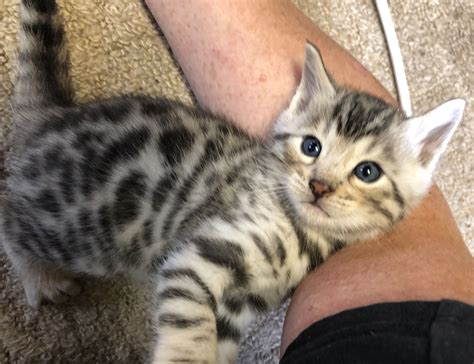 Bengal Tabby Mix Size at Jake Stillman blog