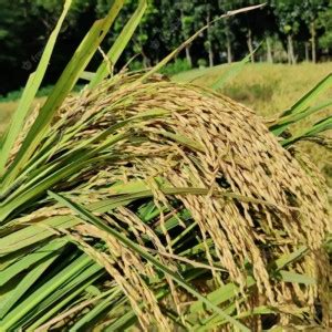 naturehils Rice Paddy Seeds, Miniket Paddy For Puja, Germination Paddy ...