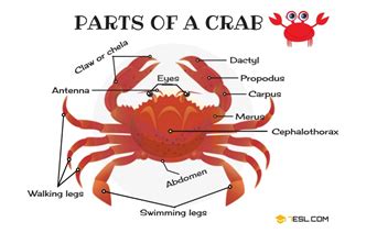 New species of estuarine crab discovered in Cuddalore, Tamil Nadu - GS ...