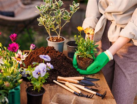 6 Best Spiller Plants For Your Container Garden