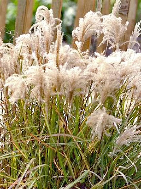 Types Of Ornamental Grasses Ontario at Claire Dalrymple blog