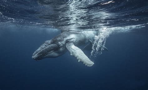 Bing Whale Wallpaper 的图像结果