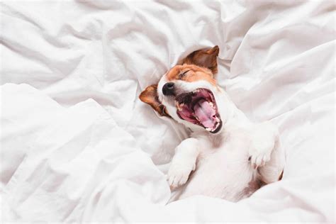 Dog Yawning: Should You Be Concerned? - A-Z Animals