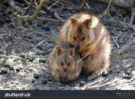 Quokka Baby Hello There! Little Quokka Joey Debuts At Adelaide Zoo!