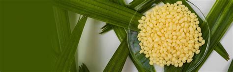 10 Vegan Beeswax Alternatives for Skincare & Cosmetics - Alphawax
