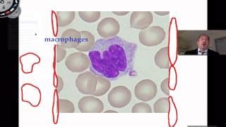 Image result for Crash Course Lymph System