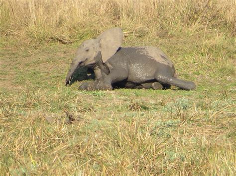 THREE RIVERS CAMP (South Luangwa National Park) - Campground Reviews ...