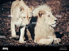 Image result for Albino Lion