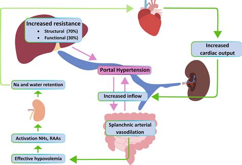 Carvedilol as the new non‐selective beta‐blocker of choice in patients with cirrhosis and portal ...