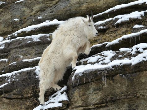 Mountain Goat Climbing Cliff