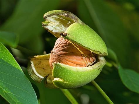 Walnut ( Grafted ) – ashokchakranursery