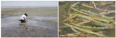Campa-Dugong and Seagrass Recovery Project - Report for outreach and ...